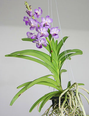 Внешний вид растения орхидеи ванда