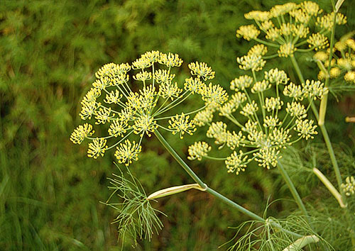 Blossoms Dill