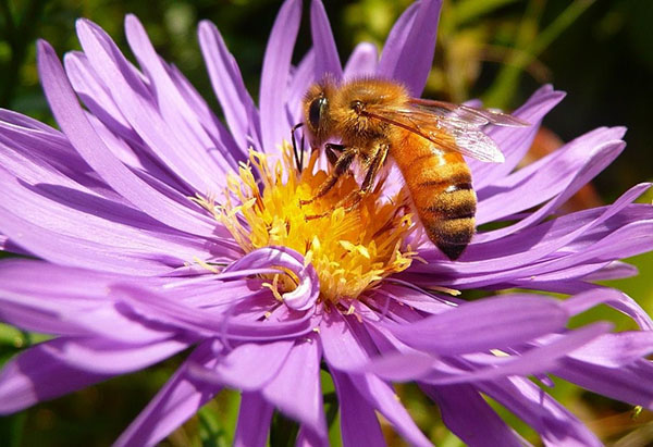 Den italienske rasen av honningbier (Apis mellifera liqustica)