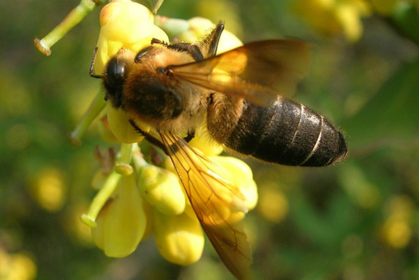 Himalaya dağ dev arı Apis dorsata laboriosa