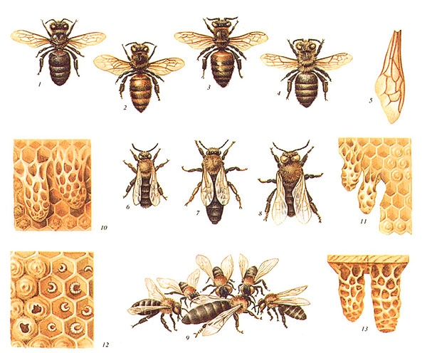 Породы пчел - серая горная кавказская, желтая кавказская, итальянская, карпатская
