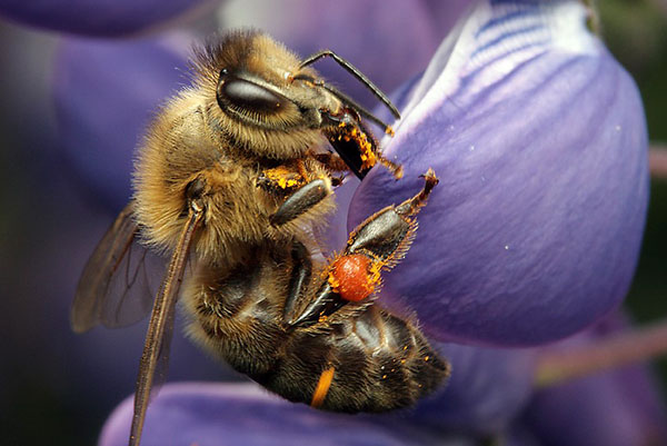 O rasă de albine întunecată europeană sau mijlocie rusă (Apis mellifera mellifera)