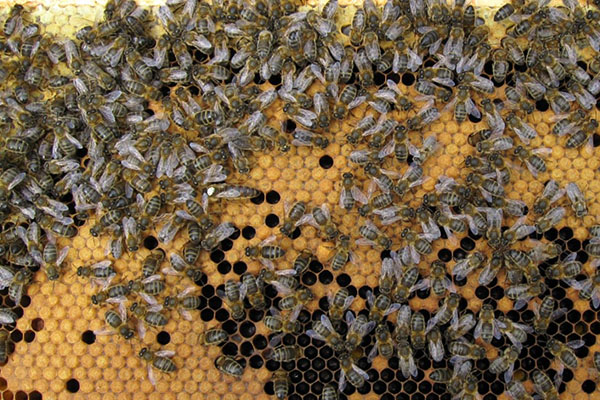 Пчелы откладывают мед