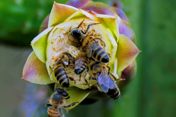 Серая горная кавказская порода пчел (Apis mellifera caucasica)