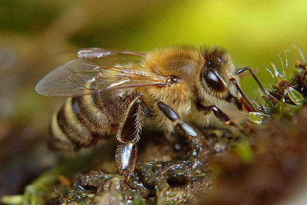 Krajina plemeno včel (Apis mellifera carnica)