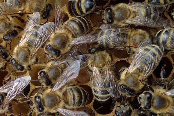 Krajina rasen av bin eller carnica