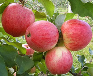 Frukter av äpple Melba