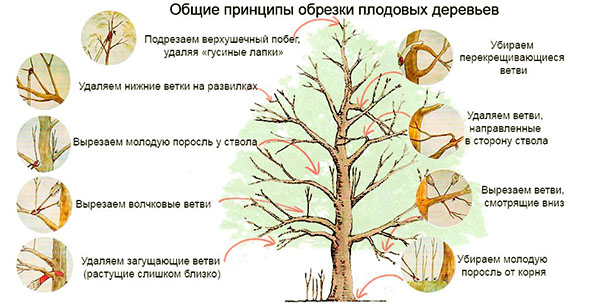 O princípio das árvores frutíferas de poda