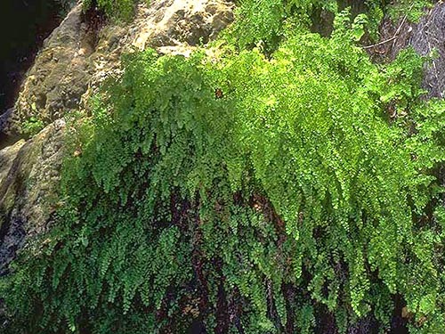De unieke plant adianum