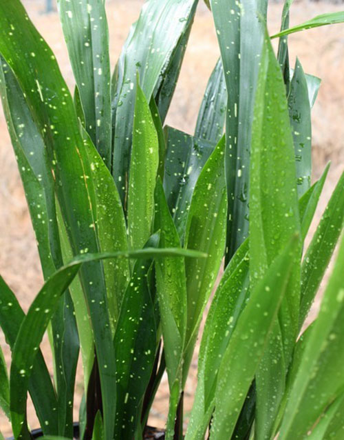 Aspidistra de țelină (A. oblanceifolia)