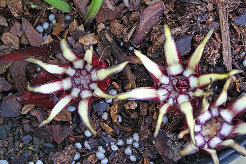 Blomstrer Guanjou Aspidistra
