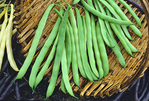 Amerika Syarikat Asparagus Beans Kentucky Blue Pole