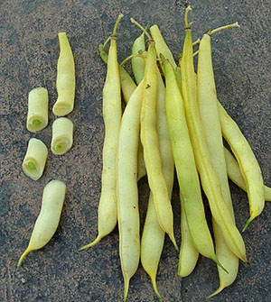 Yellow Asparagus Beans Gold Mine