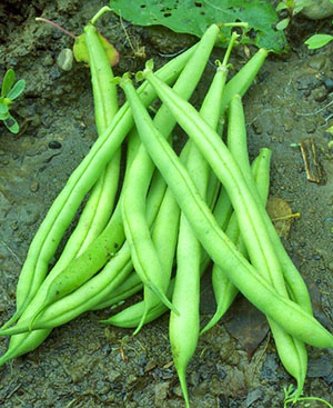 Pelbagai jenis kacang asparagus Blue Lake