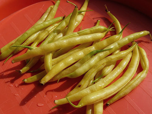 Pelbagai kacang asparagus kuning Keberanian manis