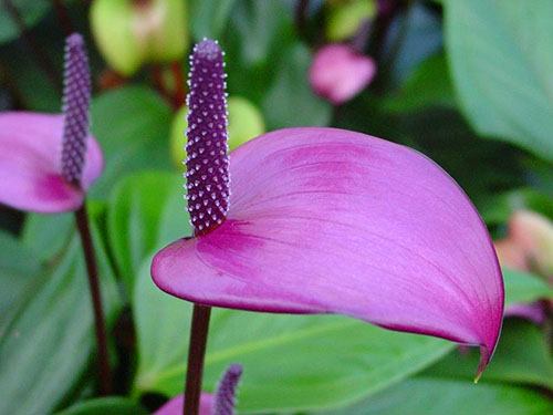 Anthurium Fiorino met een tulpvormige sluier van rijk roze-violet