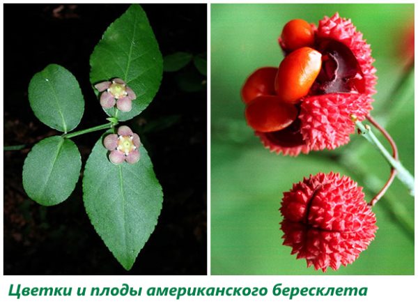Rože in plodovi ameriških vretenastih listov