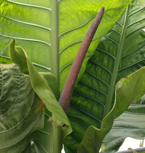 Anthurium Hooker cobs ungu dengan bracts hijau