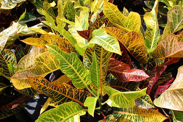 Croton of Excellent