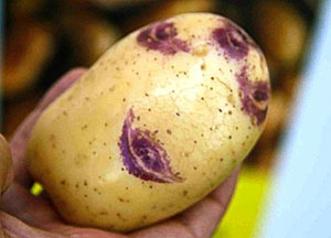 Blue Eyed Potato