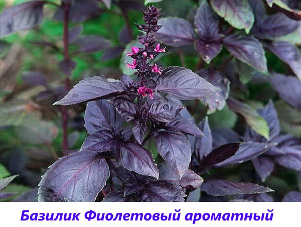 базилик фиолетовый ароматный