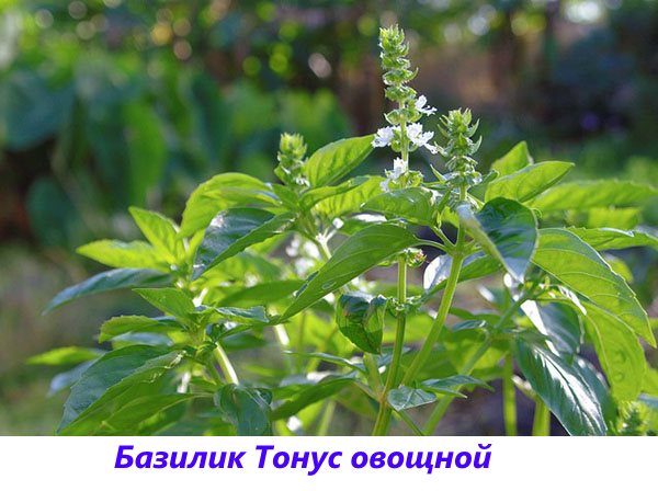 basilicum tonus groente