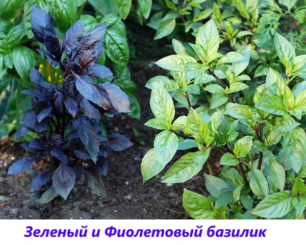groen en paars basilicum