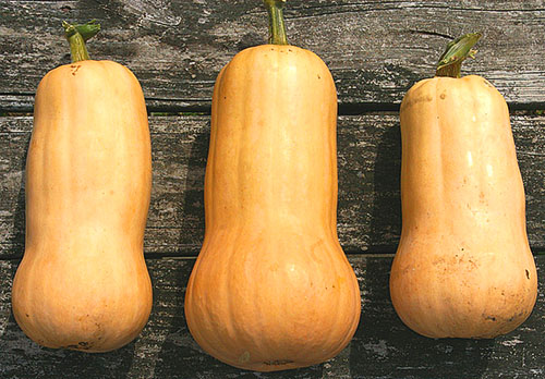 Gourd pumpa (Cucurbita moschata)
