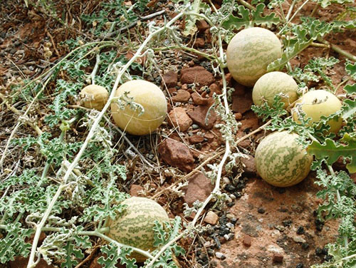 Pepene verzi se dezvoltă în văile Botswanei