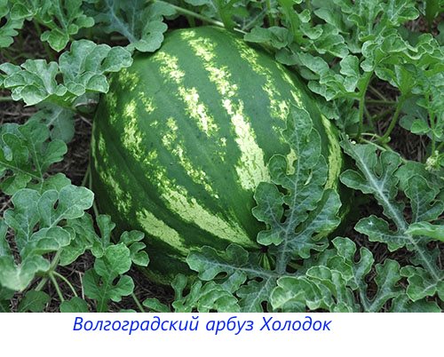 Volgograd pepene verde Cholodok
