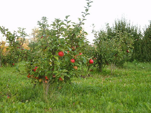 Jardim de macieiras-pigmeu