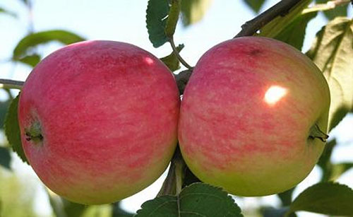 Pokok epal Melba pelbagai
