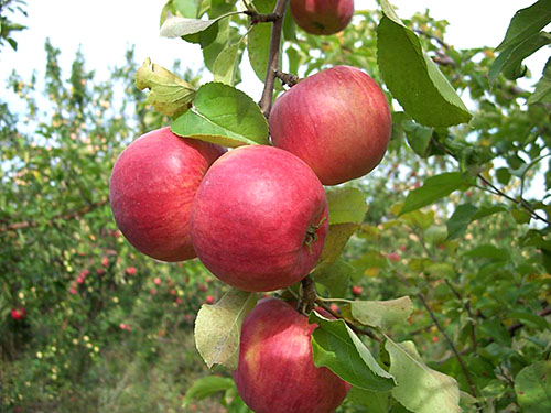 Macieira da variedade Zhigulevskoye