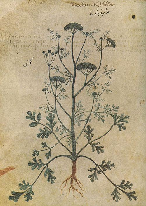 Obrázok koriandra v knihe Dioscorides