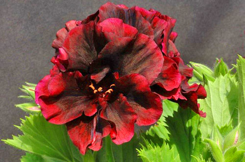 Flerfarget kronblad fargestoffer - Pelargonium er forskjellig fra andre farger