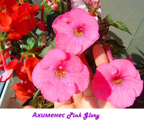 Achimene Pink Glory