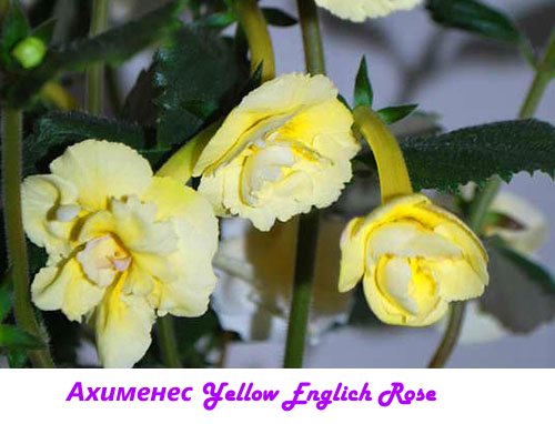 Achimenez Yellow English Rose