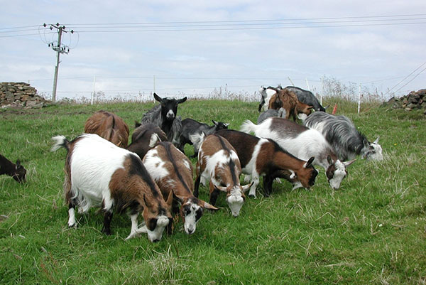 Cabras no pasto