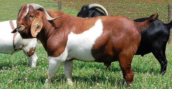 Boer koza
