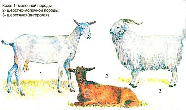 Koza različitih pasmina