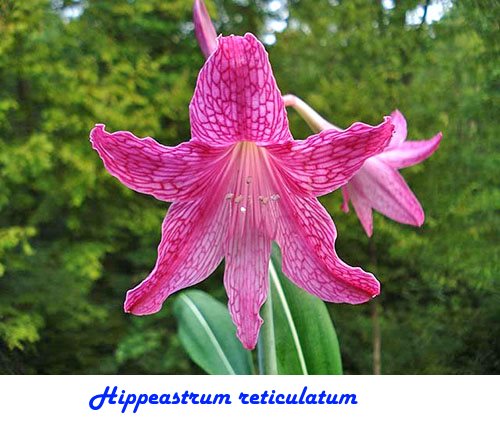 Nippeastrum reticulatum
