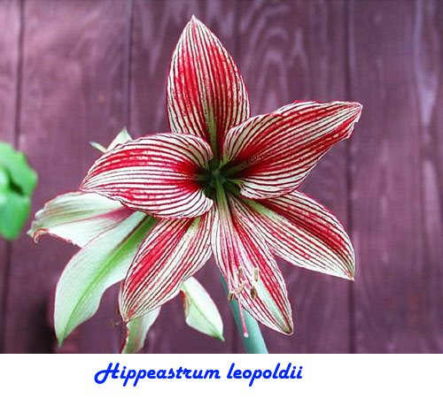 朱顶红（Hippeastrum leopoldii）