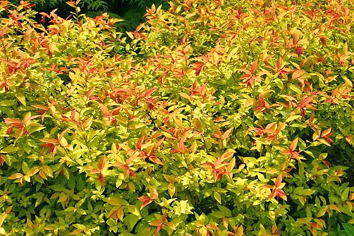Яркие листья спиреи Бумальда