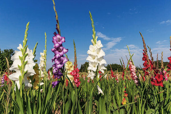 cvetoč vrt gladiolus