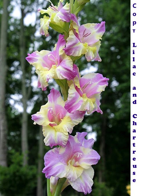 Gladiolus Lilac in Chartreuse