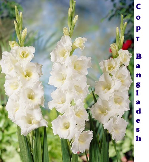 Gladiolus Bangladeš