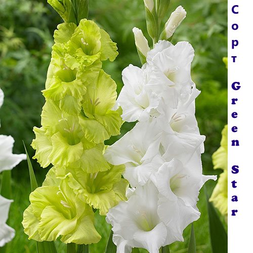 Gladiolus Green Star ir veislė su baltomis gėlėmis
