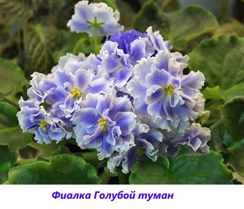 Kabut biru Violet