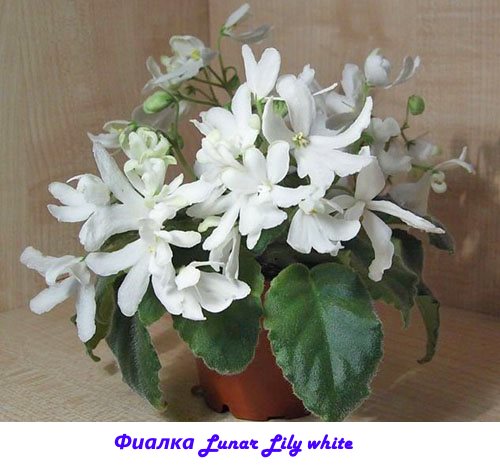 Violet Lunar Lily putih