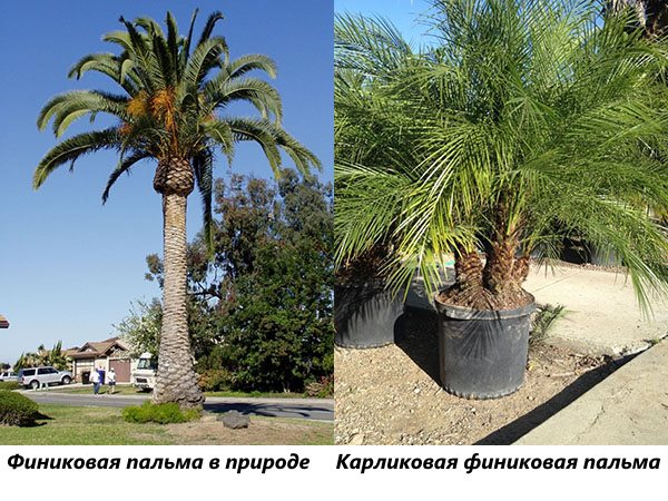 Datum palm i naturen och en dvärg datum palm